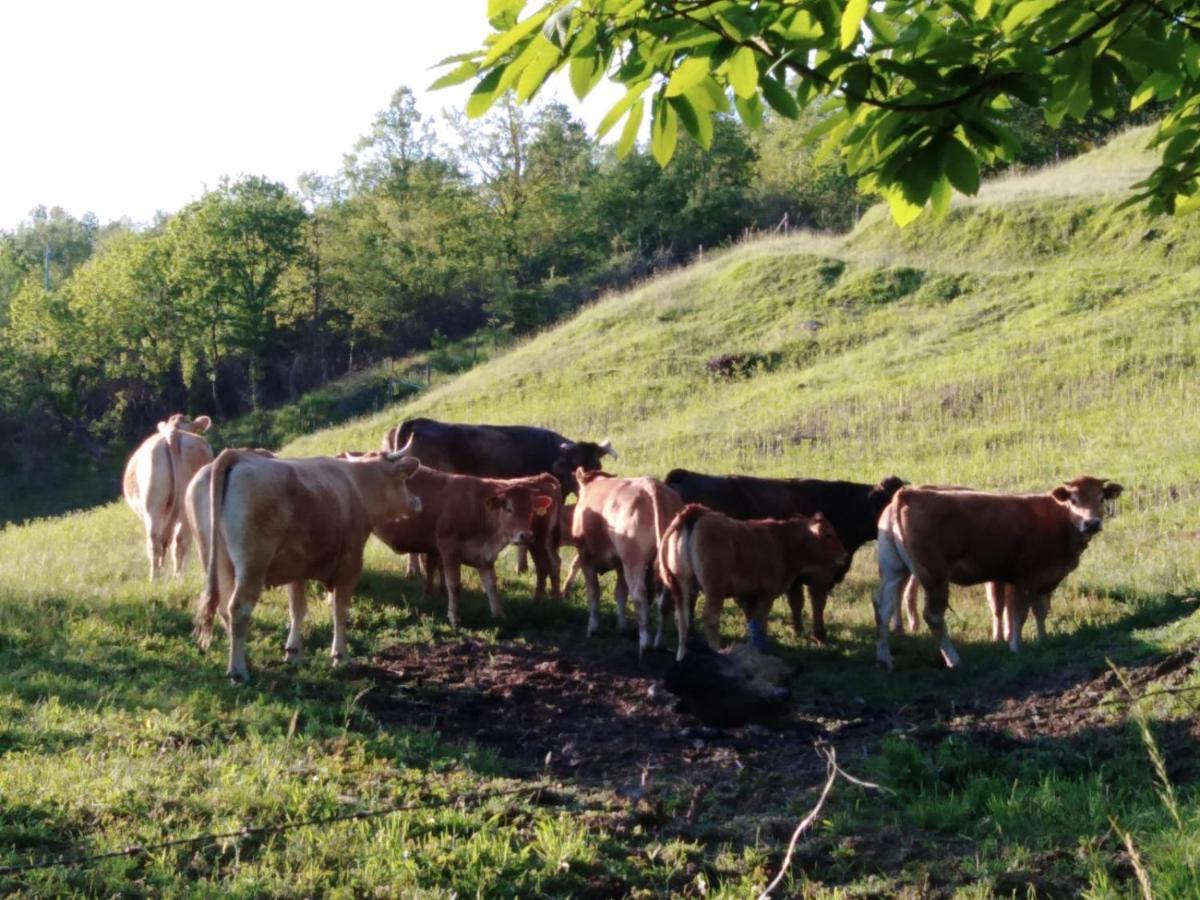 028 - Agriturismo "Il Boschetto" Con Piscina, Pace E Natura - Camera Familiare Cavizzano Εξωτερικό φωτογραφία
